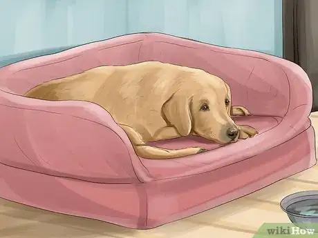 Image titled Treat Canine Stroke Step 5