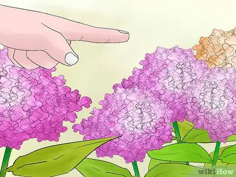 Image titled Prune Hydrangeas Step 3