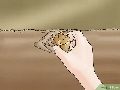 Image titled Propagate Daffodils Step 10