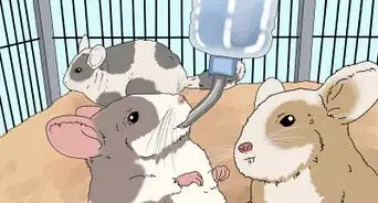 Break Up Fights Between Chinchillas