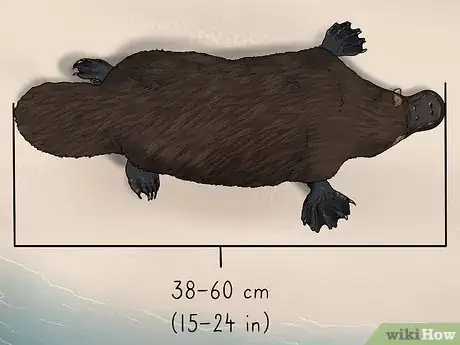 Image titled Identify a Platypus Step 10
