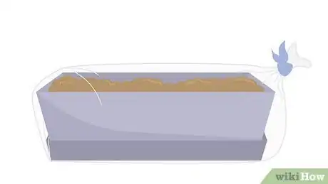 Image titled Grow Birch Trees Step 7