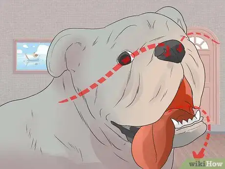 Image titled Care for Bulldogs Step 6