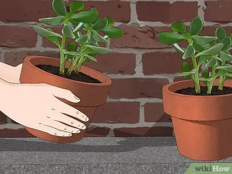 Image titled Kill Spider Mites Step 1