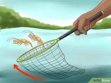 Image titled Catch a Crayfish Step 3