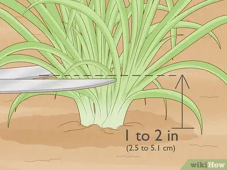 Image titled Prune Daylily Step 6