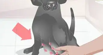 Diagnose Mastitis in Dogs