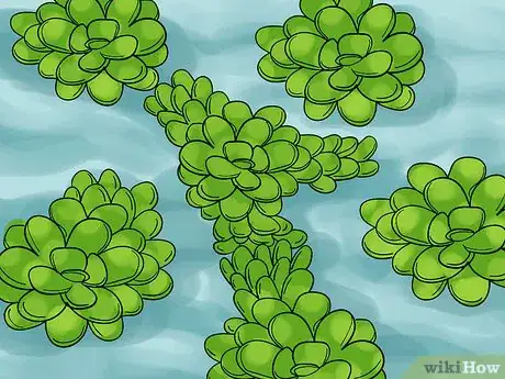 Image titled Grow Fairy Moss Indoors Step 1