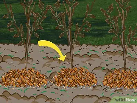 Image titled Plant a Beech Hedge Step 15