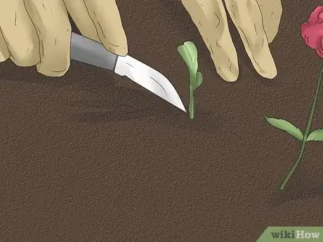 Image titled Grow Poppies Step 12