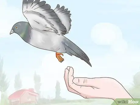 Image titled Use the Widowhood System to Train Homing Pigeons Step 12