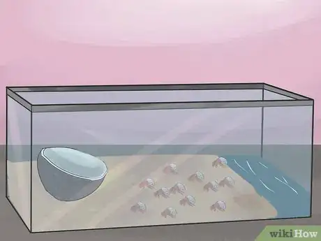 Image titled Breed Hermit Crabs Step 14