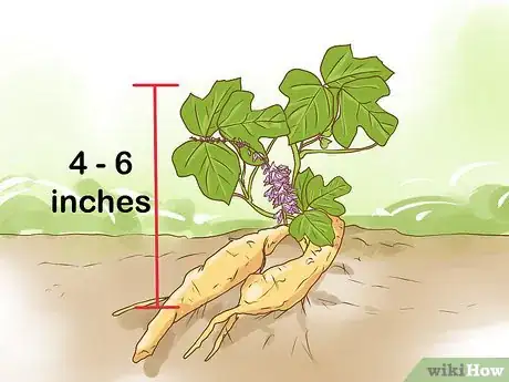 Image titled Harvest Kudzu Step 1