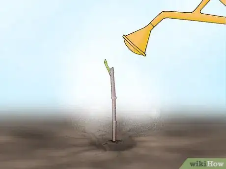 Image titled Plant Confederate Jasmine Step 15