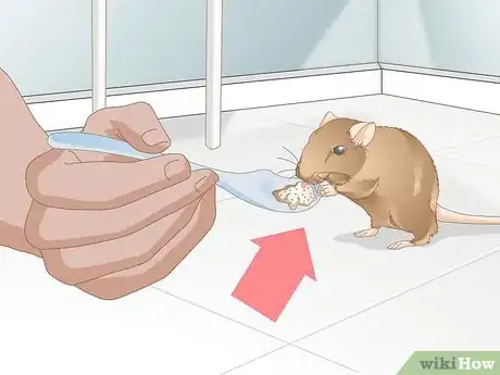 Image titled Help a Gerbil Recover After Stroke Step 2