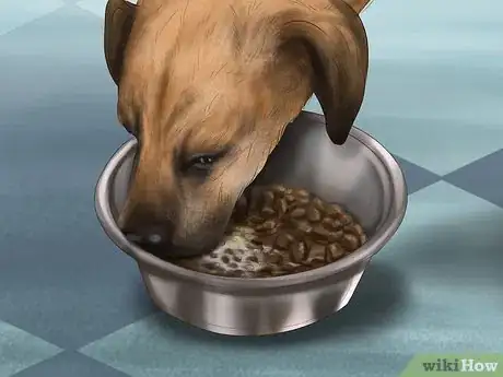 Image titled Treat Bloat in Great Danes Step 8