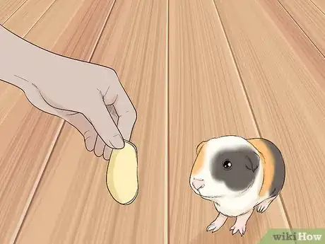 Image titled Avoid Scaring Your Guinea Pig Step 3