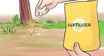 Grow a Japanese Maple