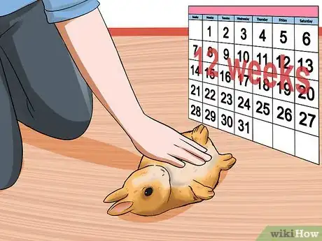 Image titled Adopt a Rabbit from a Shelter Step 9