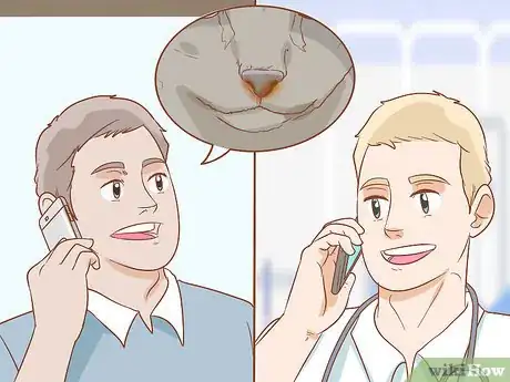 Image titled Treat Cleft Palate in Cats Step 14