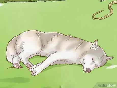 Image titled Treat a Dog for Snakebite in Australia Step 1