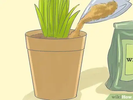 Image titled Transplant Daffodils Step 13