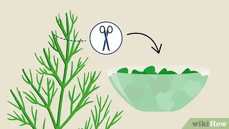 Image titled Grow Dill Step 15