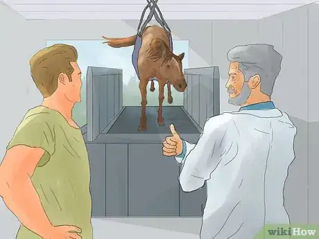 Image titled Hand Walk an Injured Horse Step 15
