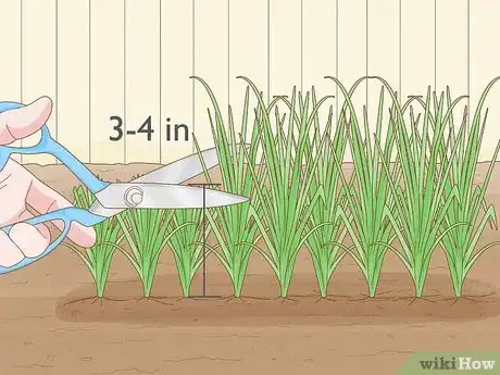 Image titled Grow Sweetgrass Step 11