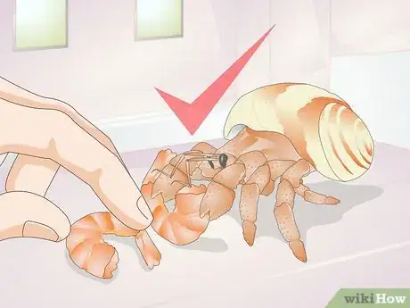 Image titled Hand Feed a Hermit Crab Step 12