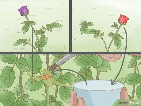 Image titled Breed Purple Roses Step 17