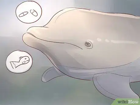 Image titled Become a Dolphin Trainer Step 2