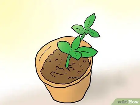 Image titled Plant Plumeria Seeds Step 9