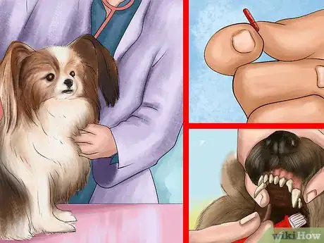 Image titled Care for Papillons Step 11