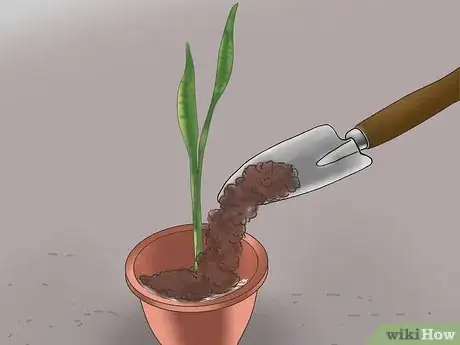 Image titled Grow Snake Grass Step 6