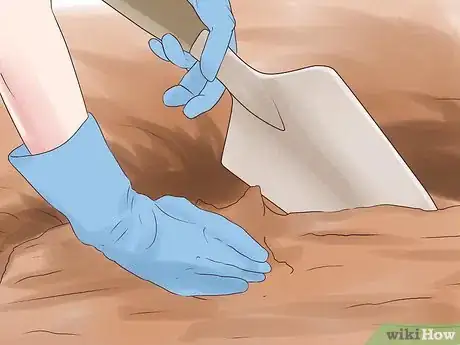 Image titled Grow Petunias Step 4