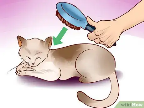 Image titled Adopt an Old Cat Step 11