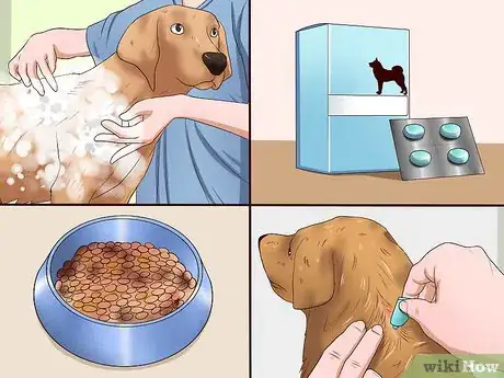 Image titled Solve Your Dog's Skin and Scratching Problems Step 13