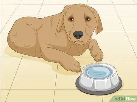 Image titled Keep a Dog Cool in Hot Weather Step 1