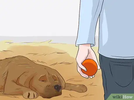 Image titled Diagnose Cardiac Disease in Senior Dogs Step 3