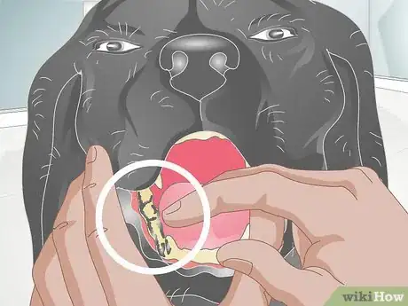 Image titled Make Grooming Comfortable for Older Dogs Step 12