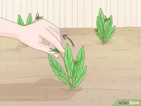 Image titled Grow Eryngium Foetidum Step 11