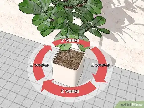 Image titled Water a Fiddle Leaf Fig Tree Step 10