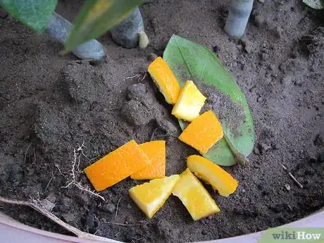 Image titled Use Citrus Fruit Peels in the Home and Garden Step 9Bullet1