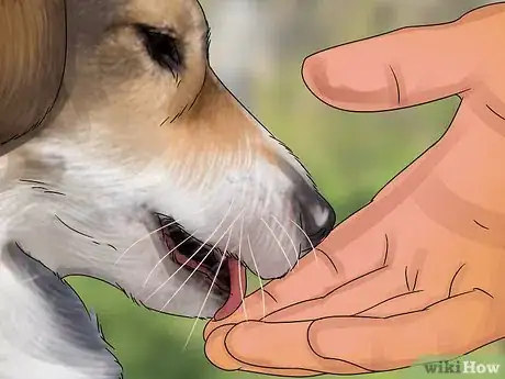 Image titled Adopt a Service Dog Step 6