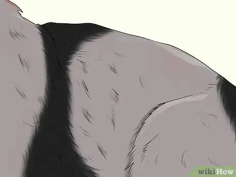 Image titled Identify a Cardigan Welsh Corgi Step 8