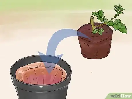 Image titled Grow Roses in Containers Step 9