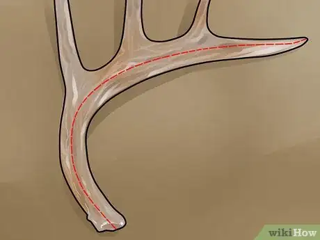 Image titled Score Mule Deer Antlers Step 9