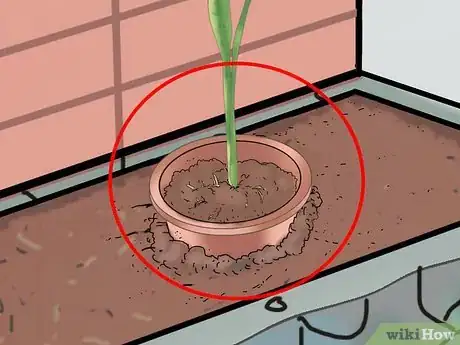 Image titled Grow Snake Grass Step 9