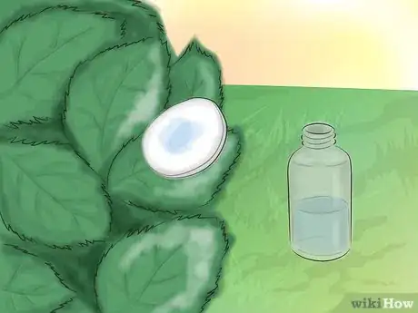 Image titled Grow Knockout Roses Step 18